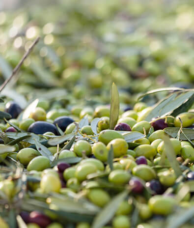 Rampini Olio