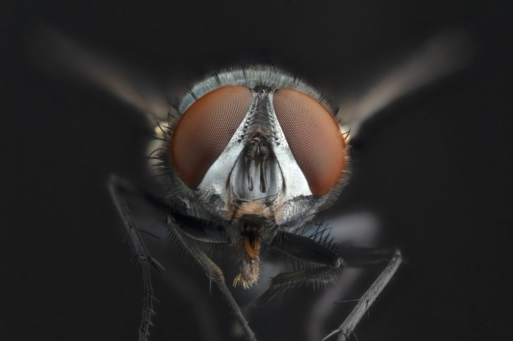 cervello ai